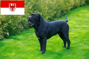 Read more about the article Cane Corso Italiano crescători și căței în Brandenburg