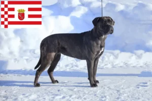Read more about the article Cane Corso Italiano crescători și căței în Bremen