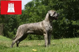 Read more about the article Cane Corso Italiano crescători și căței în Hamburg