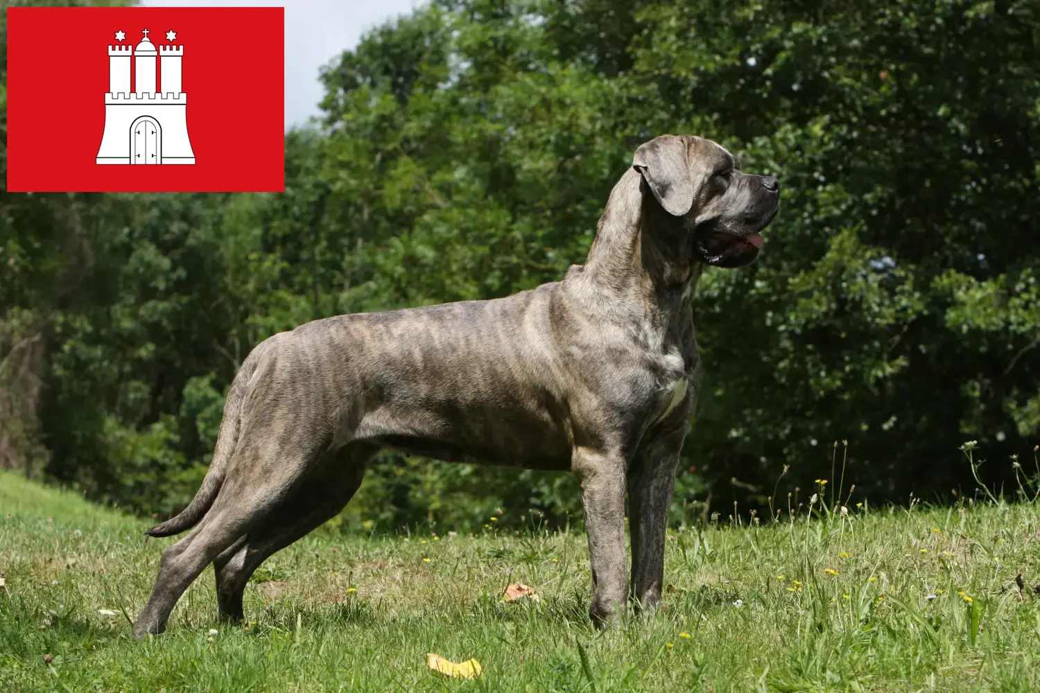 Read more about the article Cane Corso Italiano crescători și căței în Hamburg