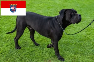Read more about the article Cane Corso Italiano crescători și căței în Hessen