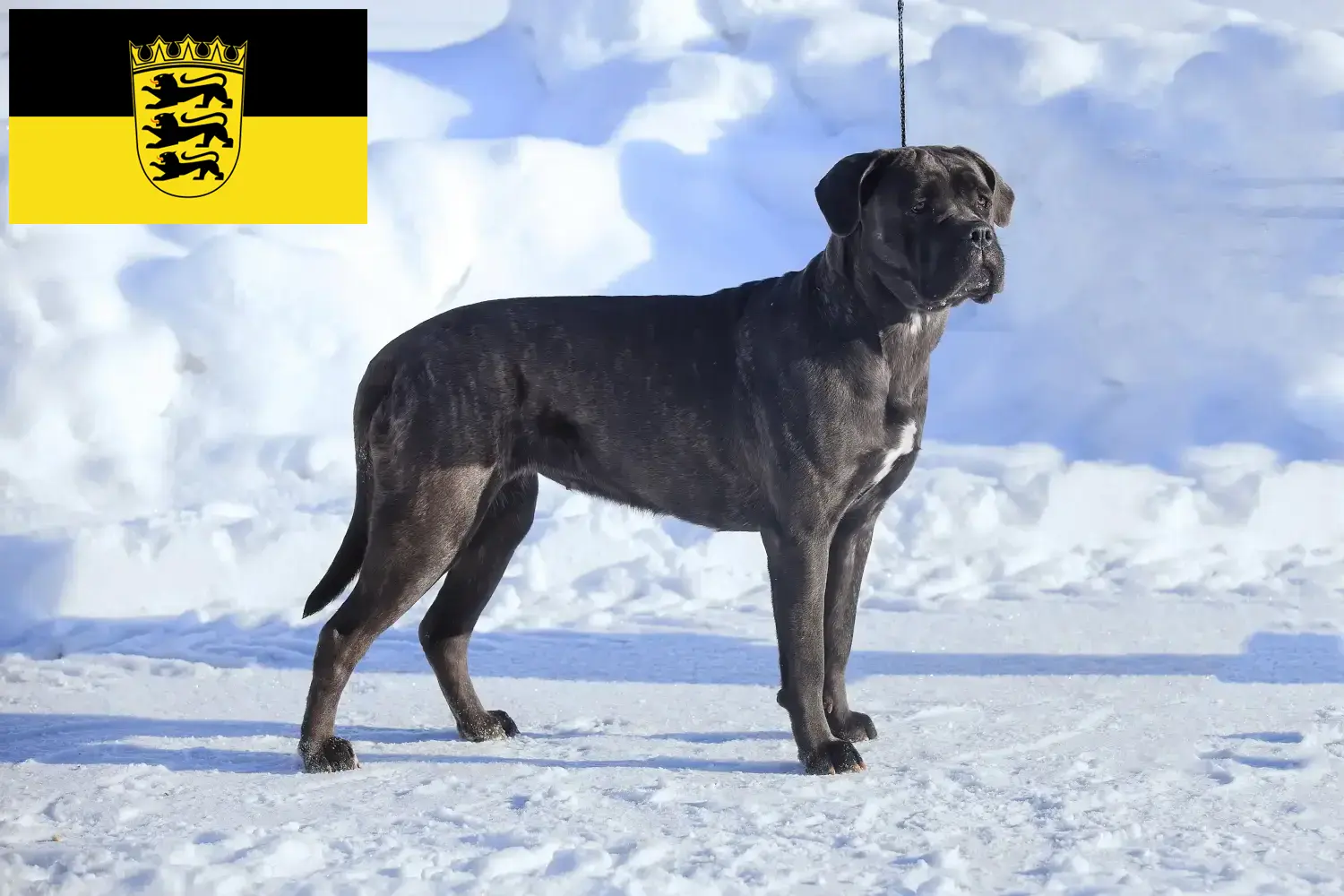 Cane Corso Italiano căței și crescători Baden-Württemberg Aici puteți găsi crescători de Cane Corso Italianos în Baden-Württemberg.