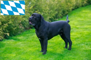 Read more about the article Cane Corso Italiano crescători și căței în Bavaria