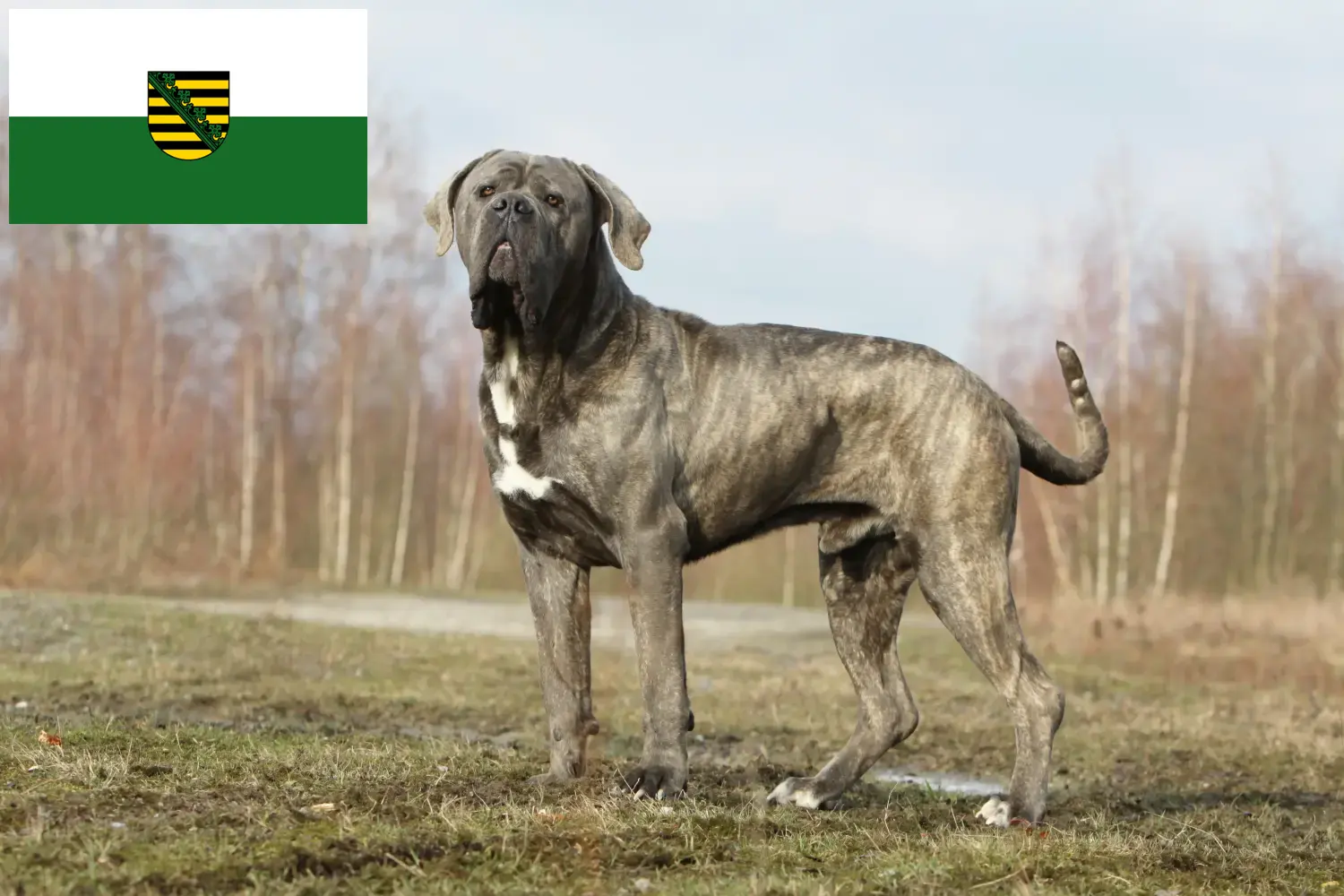 Read more about the article Cane Corso Italiano crescători și căței în Saxonia