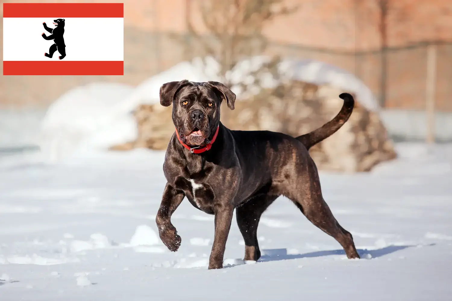 Cane Corso Italiano căței și crescători Berlin Aici puteți găsi crescători de Cane Corso Italianos din Berlin.