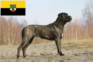 Read more about the article Cane Corso Italiano crescători și căței în Saxonia-Anhalt