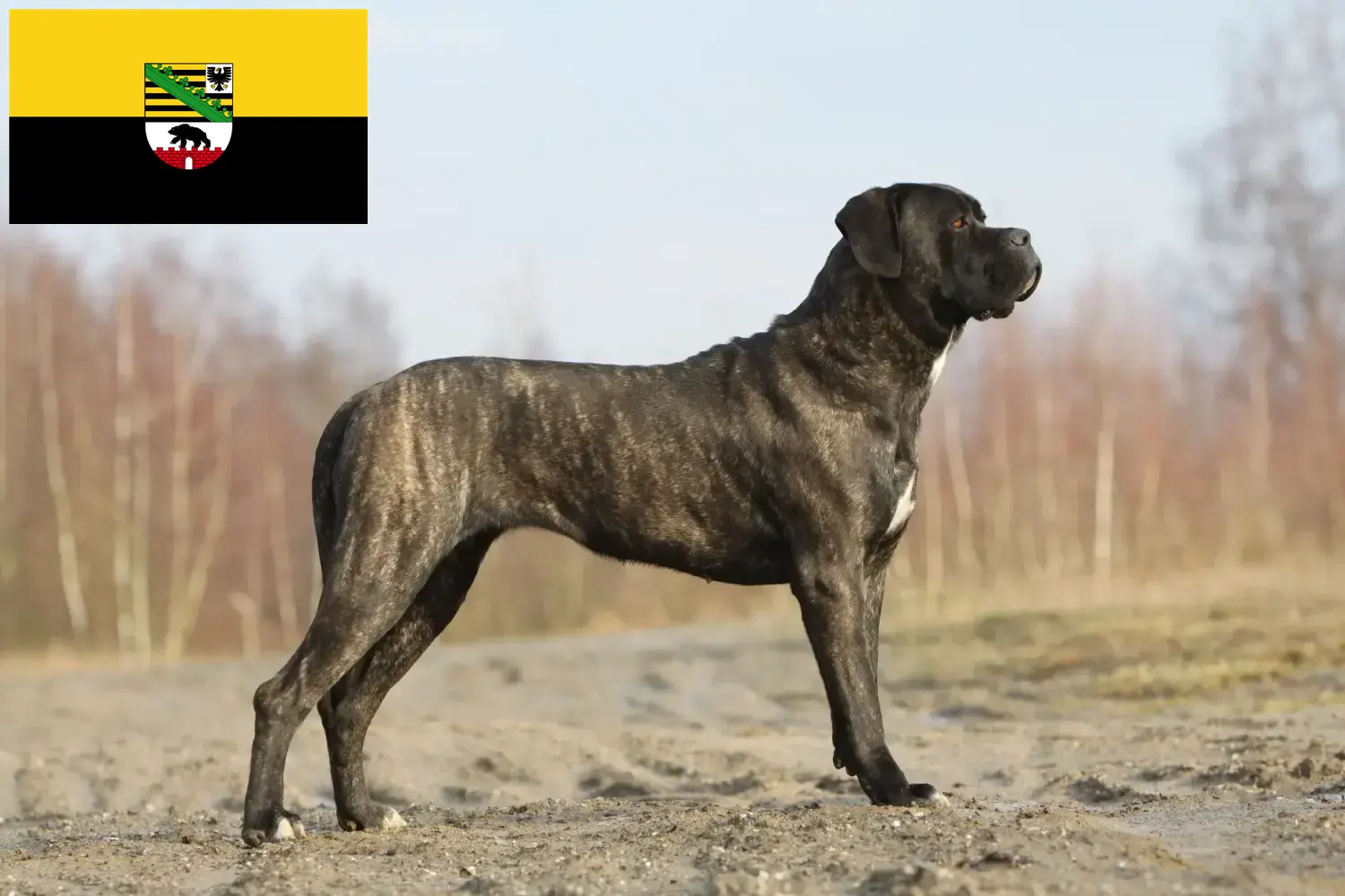 Read more about the article Cane Corso Italiano crescători și căței în Saxonia-Anhalt