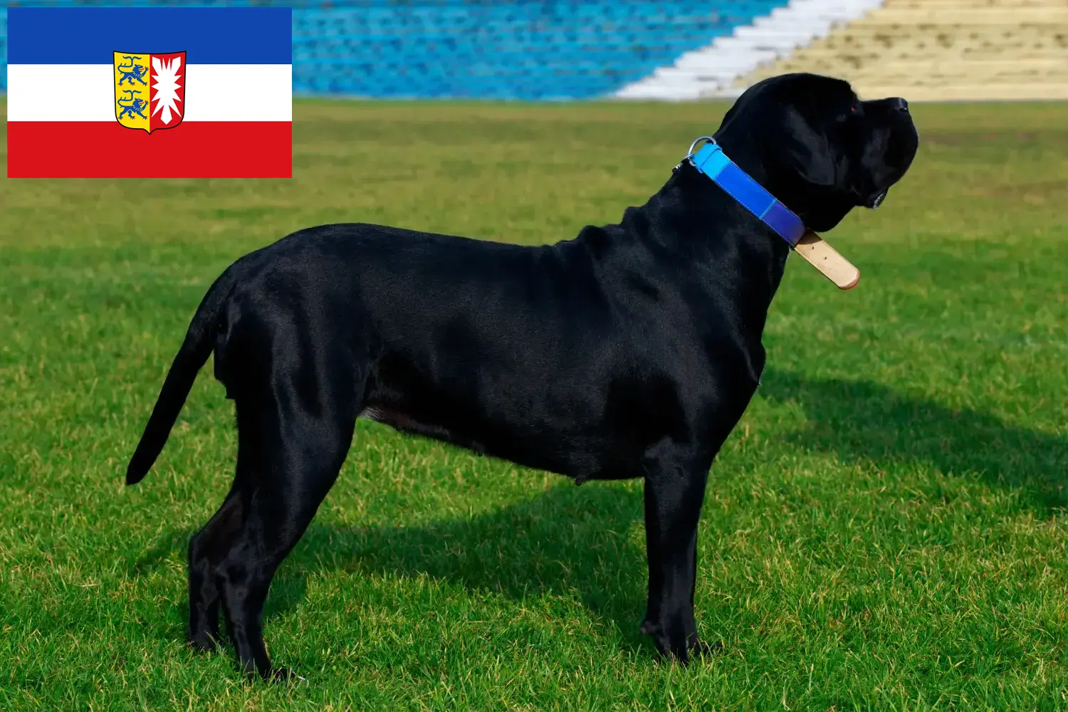 Cane Corso Italiano căței și crescători Schleswig-Holstein Aici puteți găsi crescători de Cane Corso Italianos în Schleswig-Holstein.