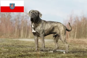 Read more about the article Cane Corso Italiano crescători și căței în Thuringia