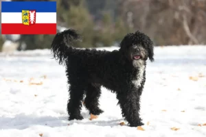 Read more about the article Cão de Agua português crescători și căței în Schleswig-Holstein