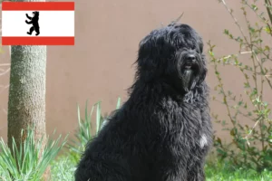 Read more about the article Cão de Agua português crescători și căței în Berlin