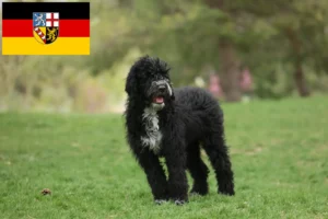 Read more about the article Cão de Agua português crescători și căței în Saarland