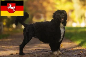 Read more about the article Cão de Agua português crescători și căței în Saxonia Inferioară