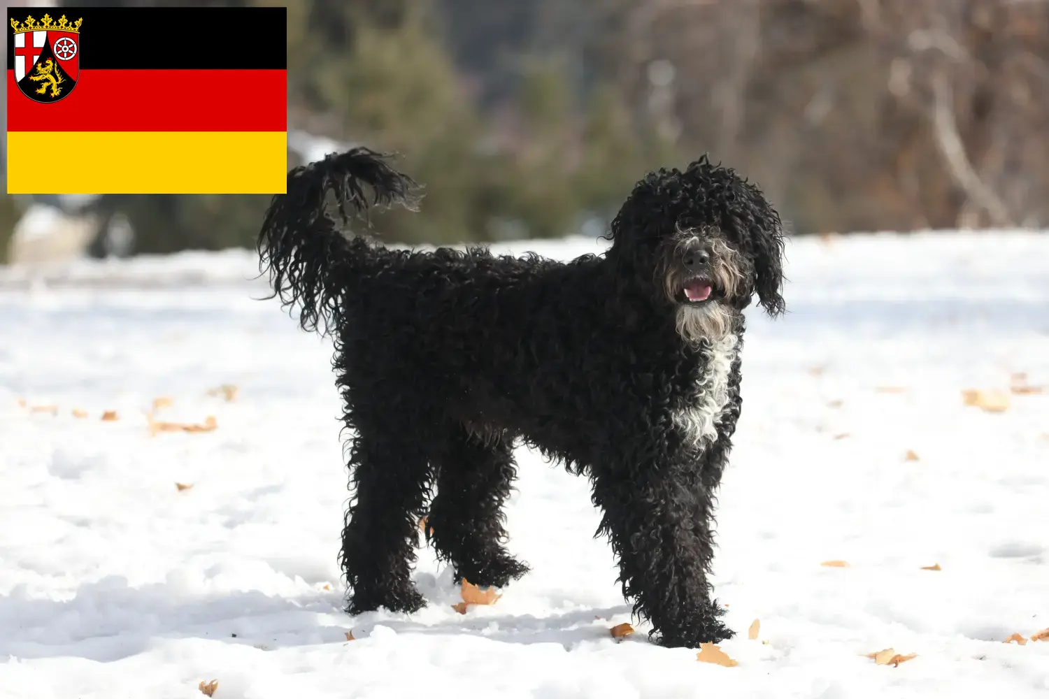 Read more about the article Cão de Agua português crescători și căței în Renania-Palatinat