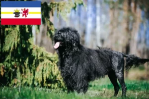 Read more about the article Cão de Agua português crescători și căței în Mecklenburg-Vorpommern