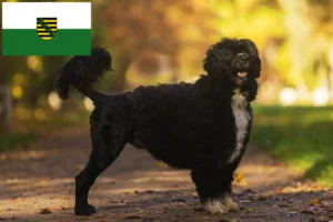 Read more about the article Cão de Agua português crescători și căței în Saxonia