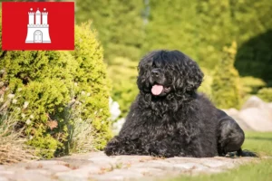 Read more about the article Cão de Agua português crescători și căței în Hamburg