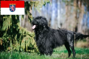 Read more about the article Cão de Agua português crescători și căței în Hessen