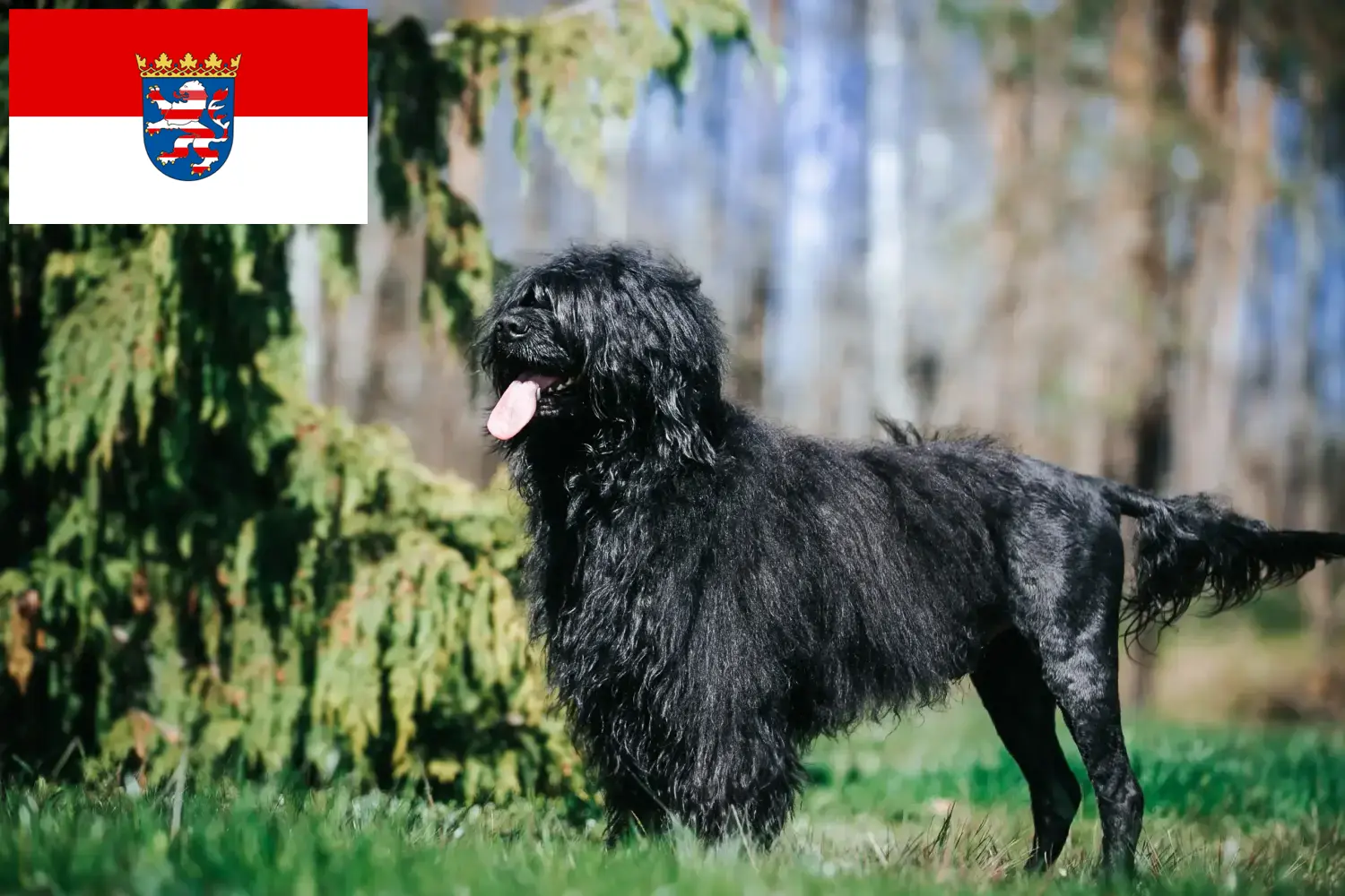 Cão de Agua português cățeluși și crescători Hessen Găsiți aici crescători de Cão de Agua português în Hessen.