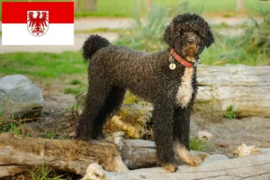 Read more about the article Cão de Agua português crescători și căței în Brandenburg