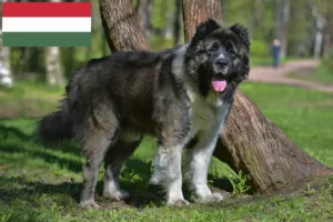 Read more about the article Ciobănesc Caucazian Câine de crescătorie și cățeluși în Ungaria