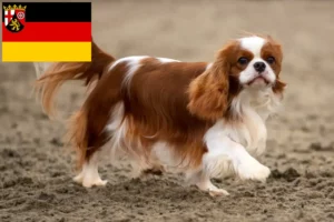 Read more about the article Cavalier King Charles Spaniel crescători și căței în Renania-Palatinat
