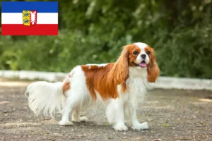 Read more about the article Cavalier King Charles Spaniel crescători și căței în Schleswig-Holstein