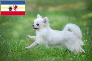 Read more about the article Chihuahua crescători și căței în Mecklenburg-Vorpommern
