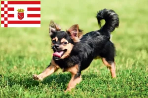 Read more about the article Chihuahua crescători și căței în Bremen