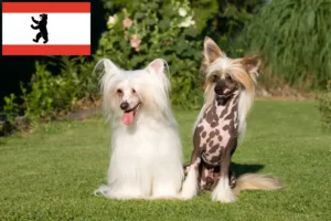Read more about the article Crestat Chinezesc Crested Dog crescător și căței în Berlin