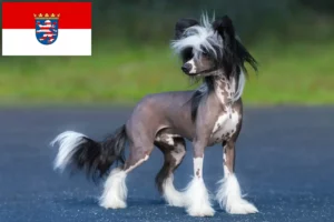 Read more about the article Crestat Chinezesc crescători de câini și căței în Hessen