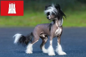 Read more about the article Chineză Crested Dog crestător și căței în Hamburg