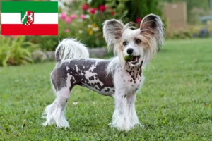Read more about the article Crestat Chinezesc crescători de câini și căței în Renania de Nord-Westfalia