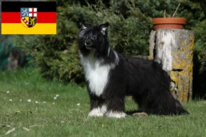 Read more about the article Crestat Chinezesc crescători de câini și căței în Saarland