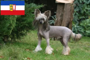 Read more about the article Crestat Chinezesc Crested Dog crescătorii de câini și căței în Schleswig-Holstein