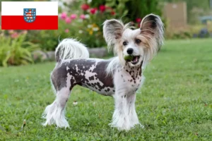 Read more about the article Crestat Chinezesc crescătorii de câini și căței în Thuringia