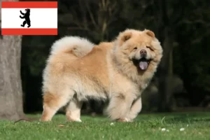 Read more about the article Chow-Chow crescători și căței în Berlin