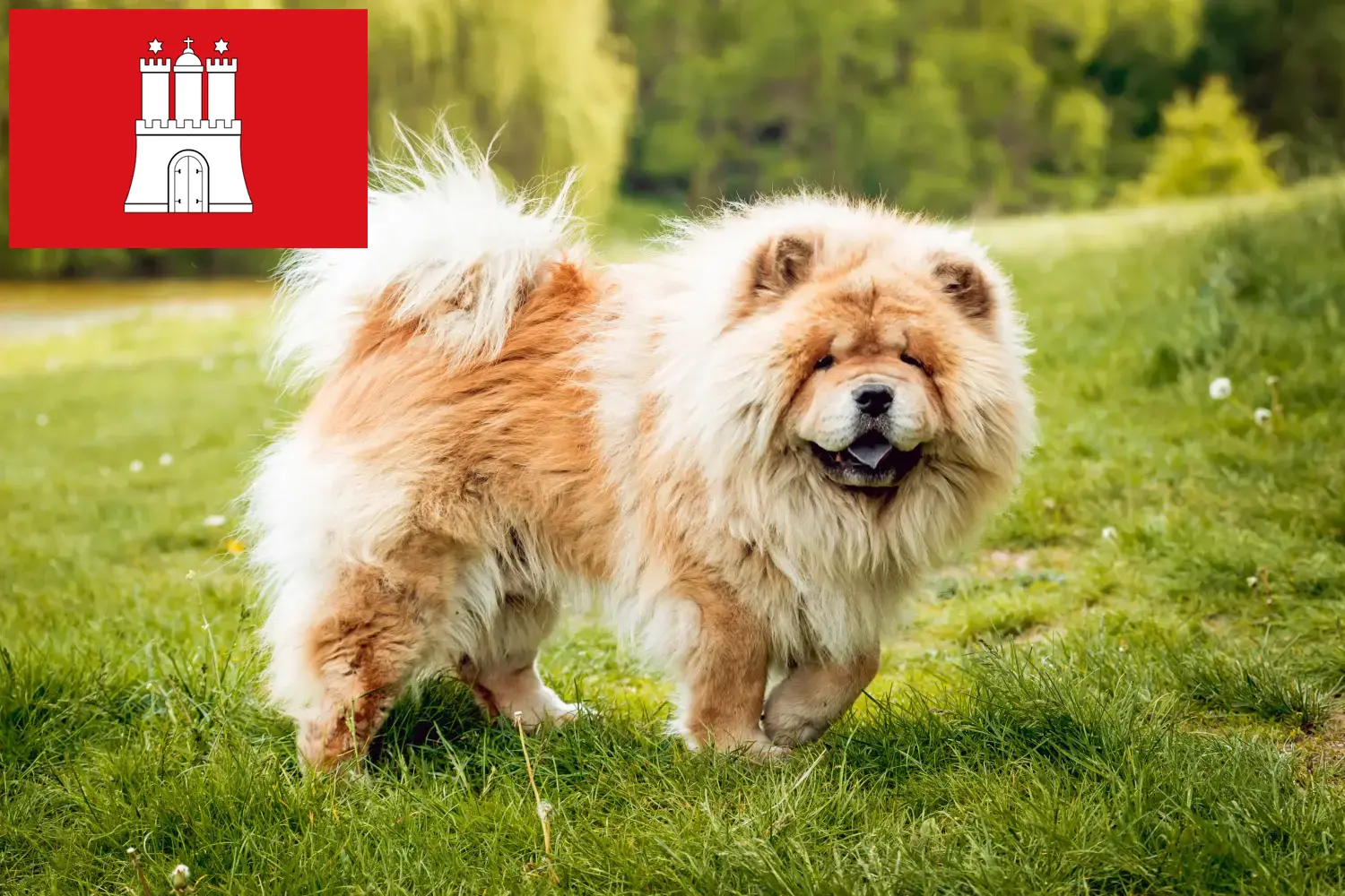 Chow-Chow căței și crescători Hamburg Aici puteți găsi crescători de Chow-Chows din Hamburg.