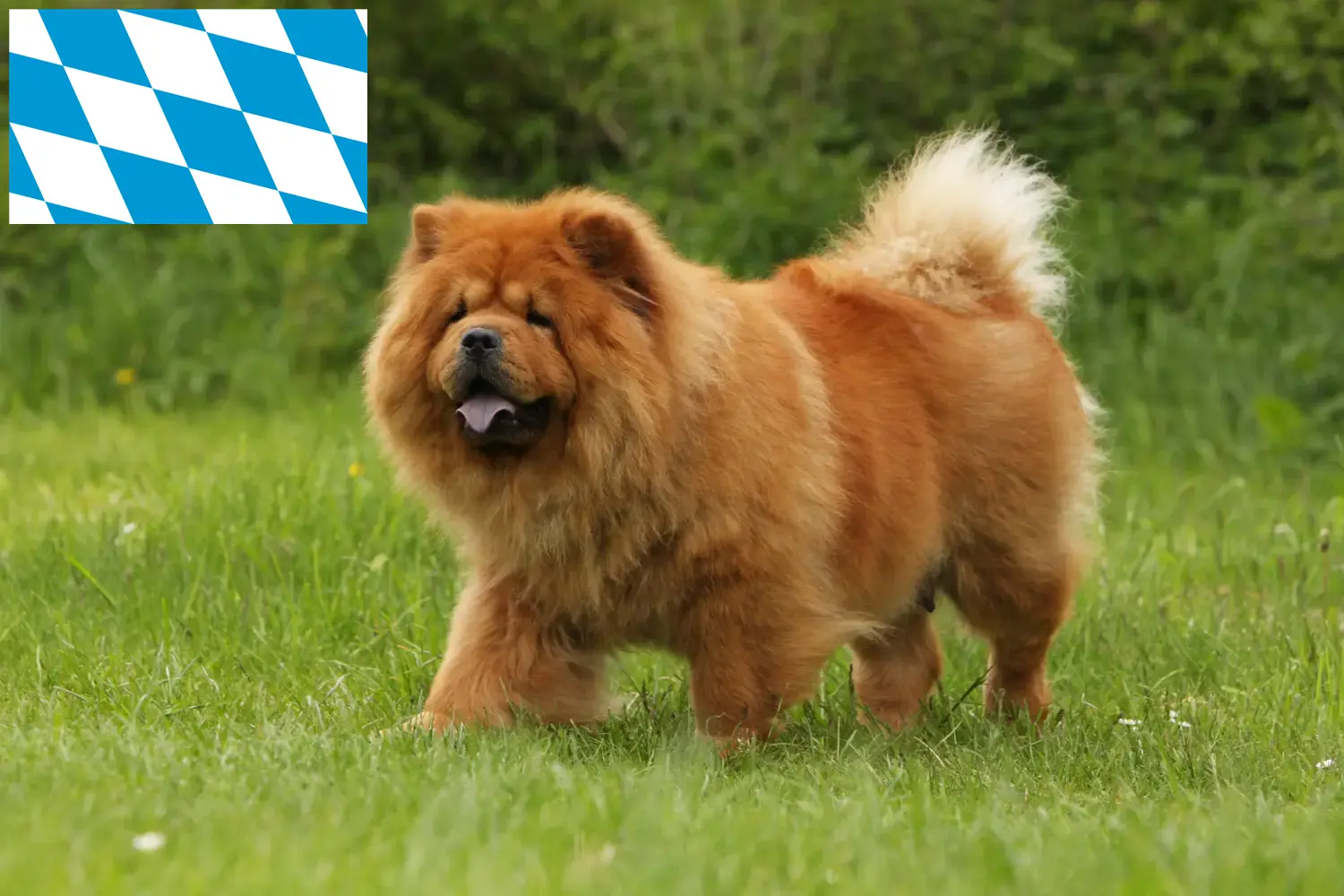 Chow-Chow cățeluși și crescători Bavaria Aici puteți găsi crescători de Chow-Chows din Bavaria.