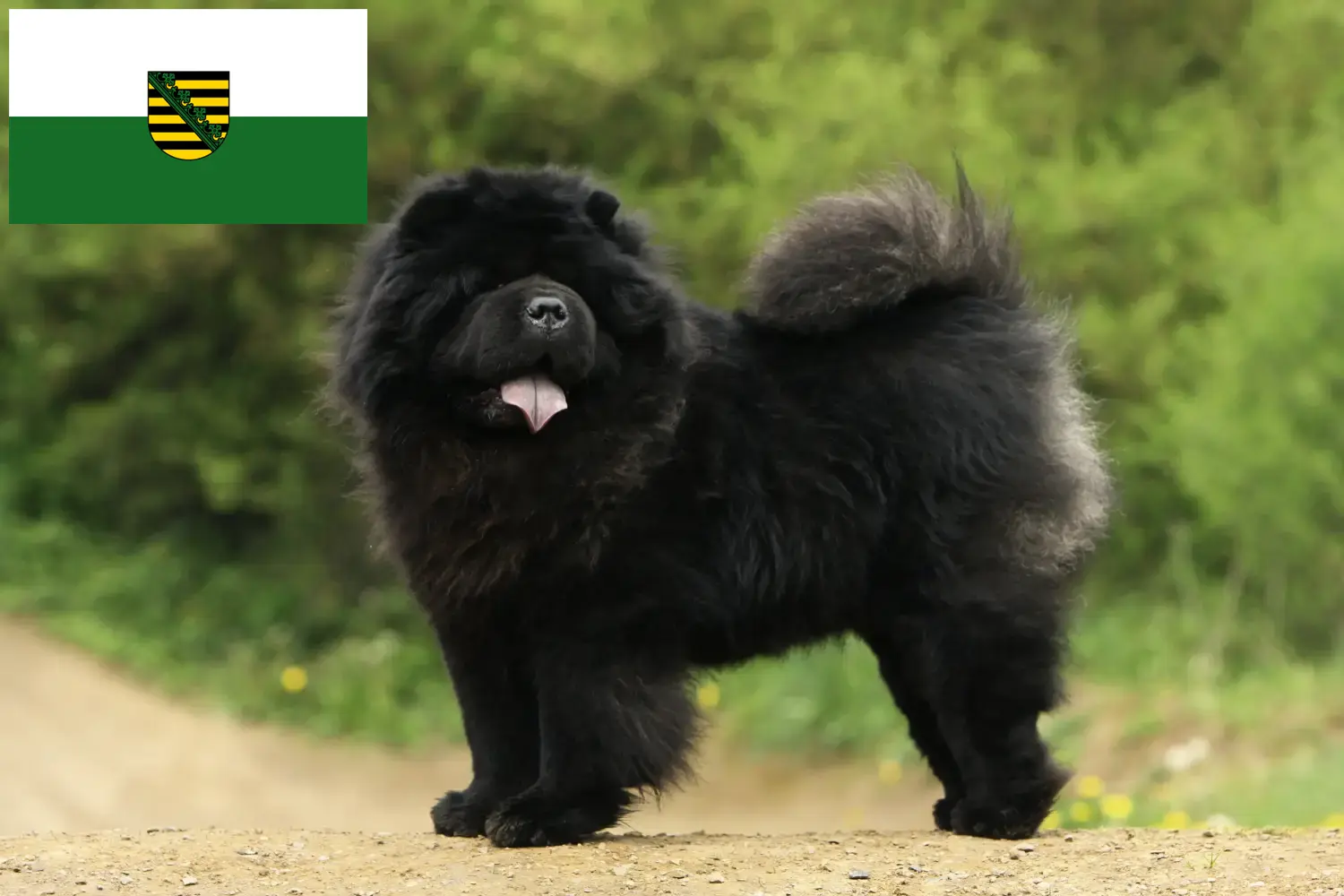 Chow-Chow cățeluși și crescători de animale Saxonia Aici puteți găsi crescători de Chow-Chows din Saxonia.