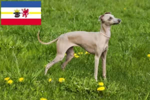 Read more about the article crescători de vânt italian și căței în Mecklenburg-Vorpommern