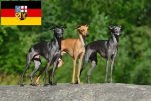 Read more about the article crescători de clopoței de vânt italieni și căței în Saarland