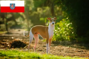 Read more about the article crescători de vânt și căței italieni în Thuringia