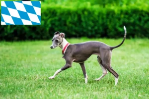 Read more about the article crescători de clopoței de vânt italieni și căței în Bavaria
