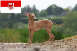 Read more about the article crescători de clopoței de vânt italieni și căței în Brandenburg