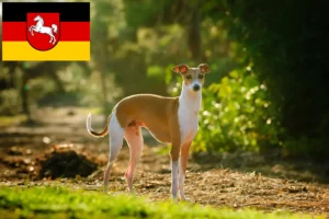 Read more about the article crescători de vânt italian și căței în Saxonia Inferioară