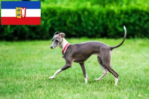 Read more about the article crescători de vânt italian și căței în Schleswig-Holstein