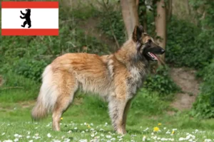 Read more about the article Ciobănesc Belgian Dog Breeder și căței în Berlin