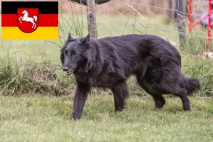 Read more about the article Ciobănesc Belgian Dog Breeder și căței în Saxonia Inferioară