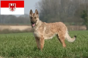 Read more about the article Ciobănesc Belgian Dog Breeder și căței în Brandenburg